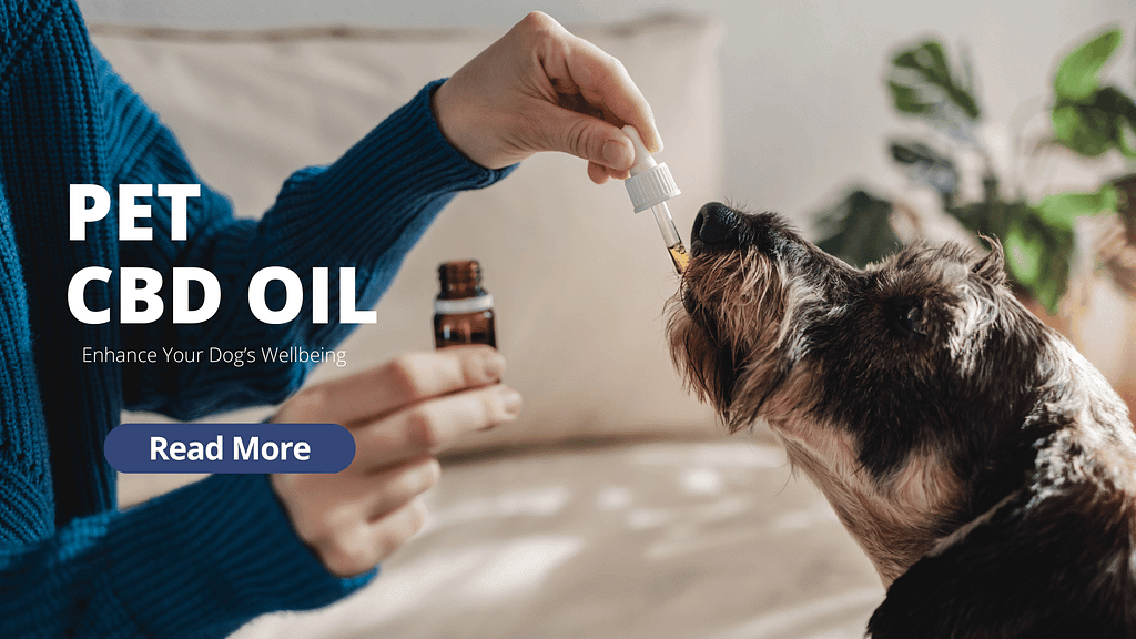Pet CBD Oil: Enhance Your Dog’s Wellbeing