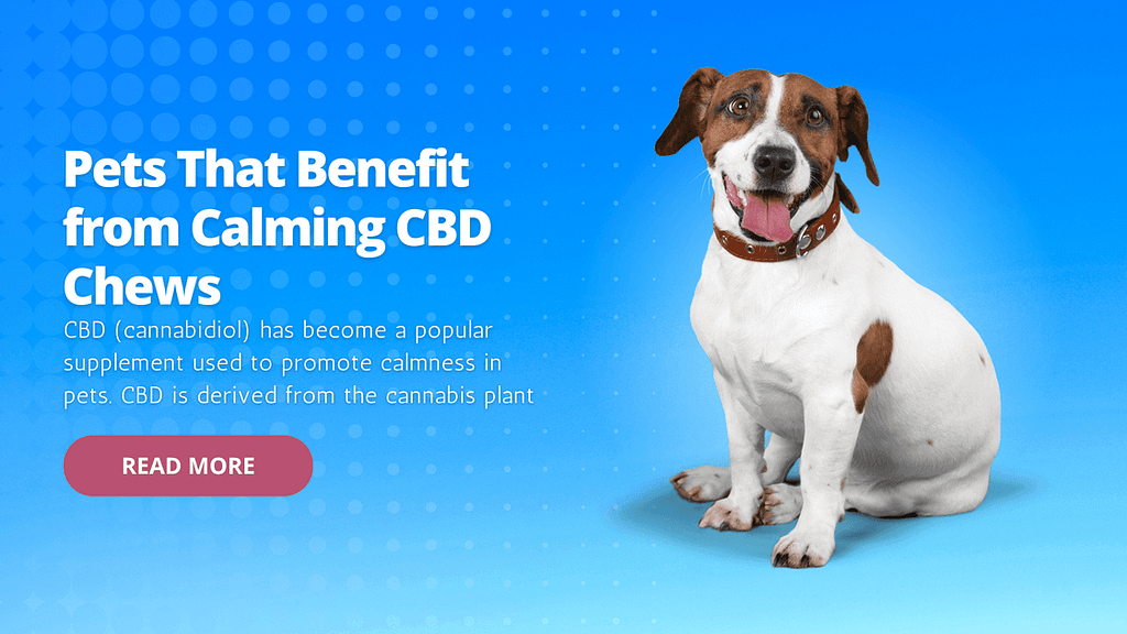 Pets That Benefit from Calming CBD Chews