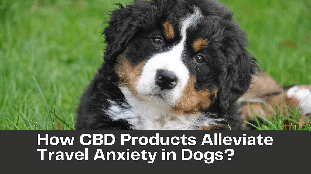 How CBD Products Alleviate Travel Anxiety in Dogs?