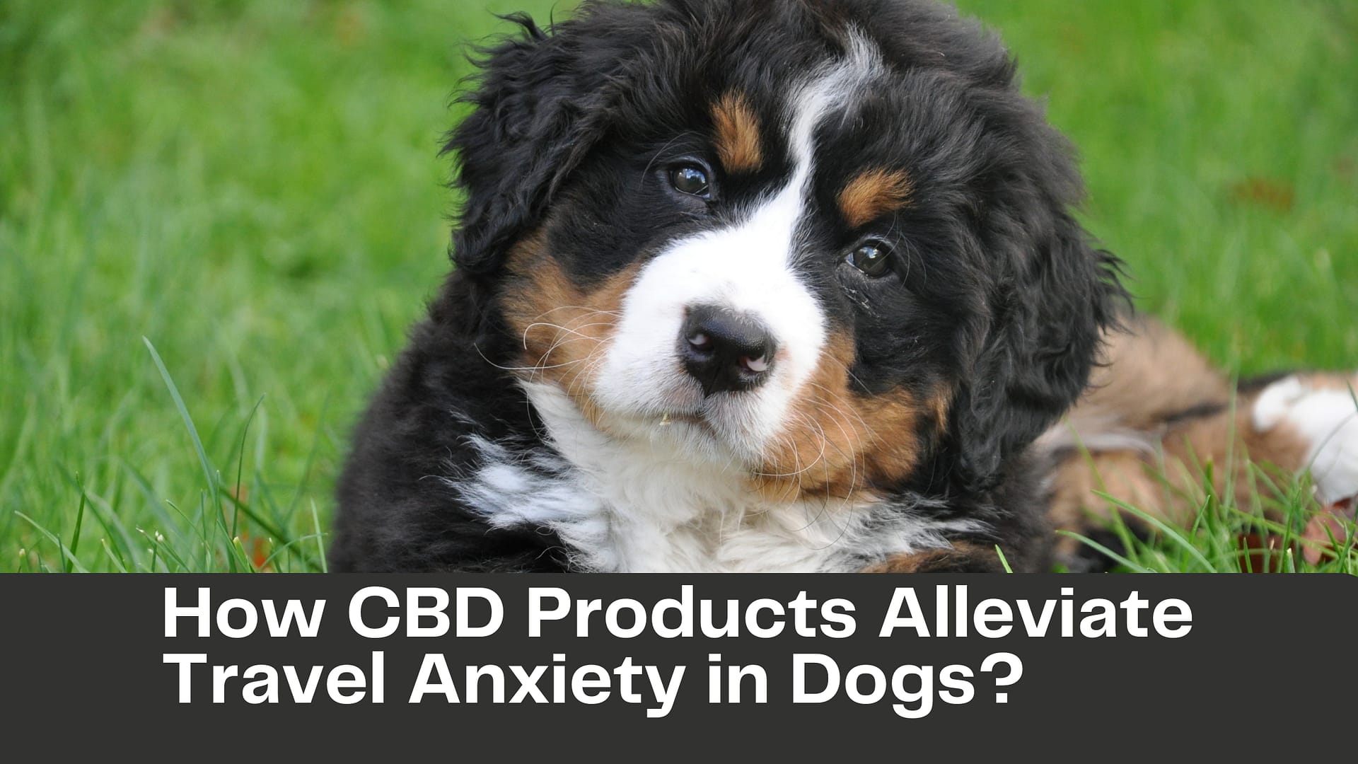 How CBD Products Alleviate Travel Anxiety in Dogs?